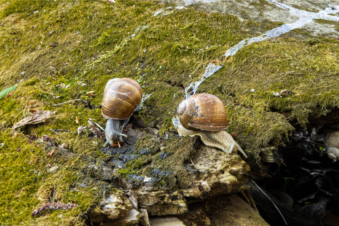Snail Mucin in Skincare: What It Is, How It Works, and How It Compares to Hyaluronic Acid