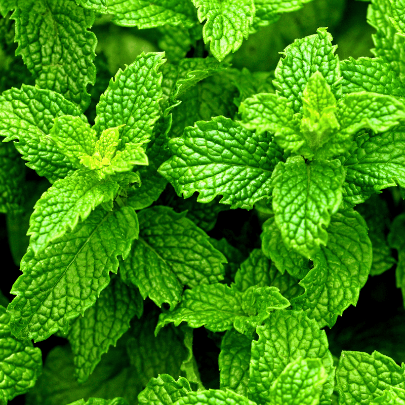 A close up of fresh peppermint sprigs